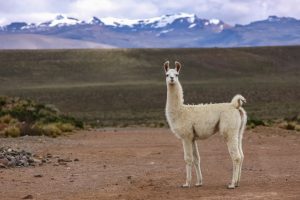 Reserva Nacional Salinas - Aguada Blancas near Arequipa, Peru